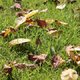Le jardinage en novembre