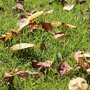 Le jardinage en novembre