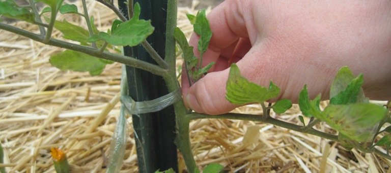 Pincer un gourmande de tomate