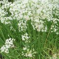 Un potager de légumes asiatiques