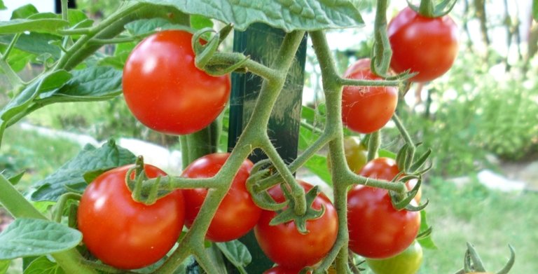 Protéger les pieds de tomates pour avoir de beaux fruits sains. Protéger les pieds de tomates pour avoir de beaux fruits sains.