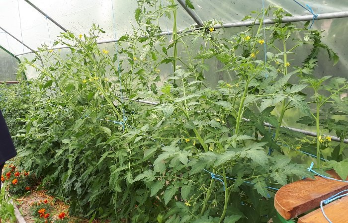 Protéger les pieds de tomates pour avoir de beaux fruits sains.