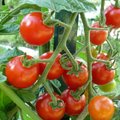 Serre de protection pour réussir ses tomates