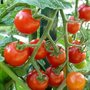 Serre de protection pour réussir ses tomates