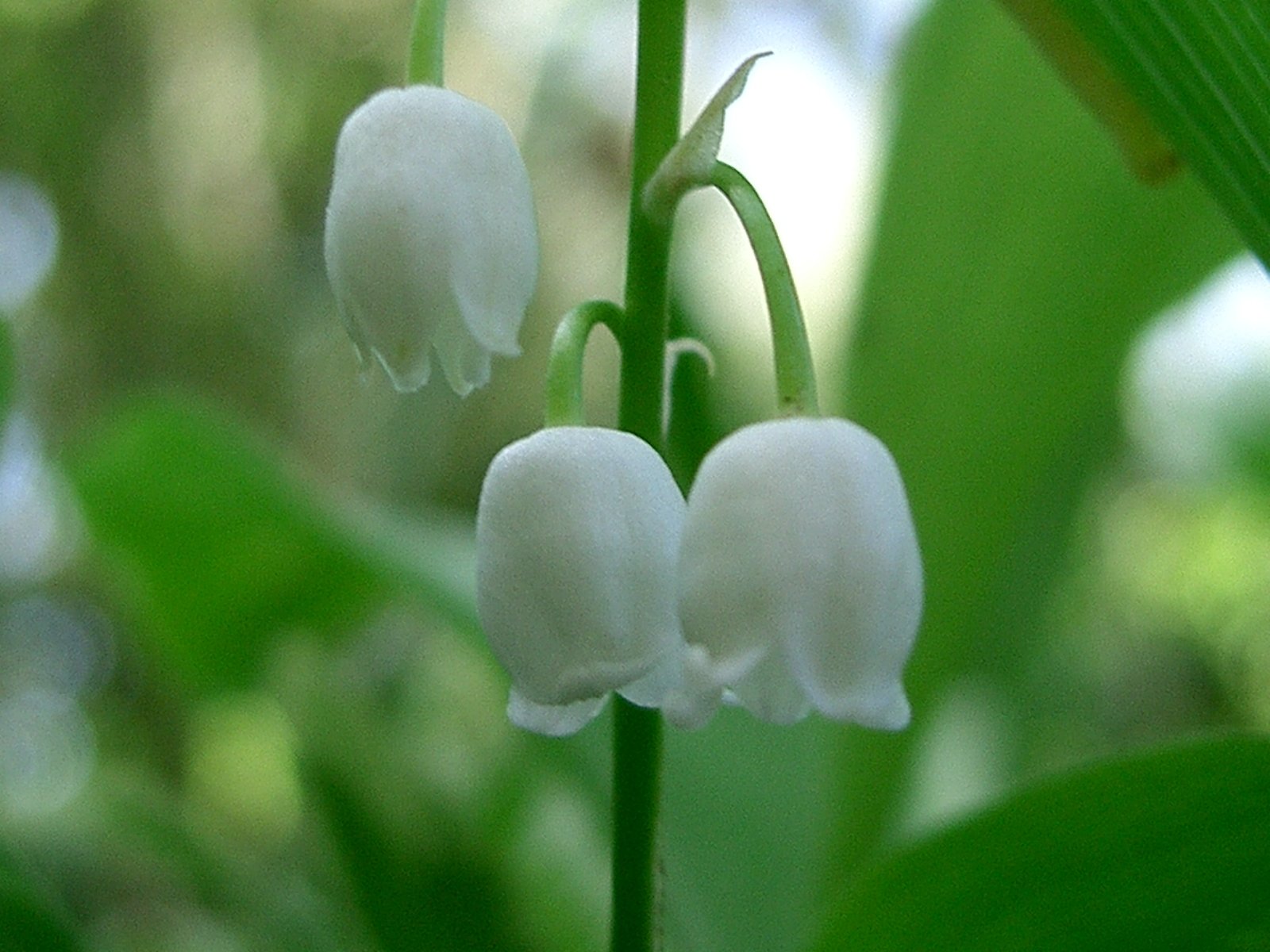 Clochette de muguet