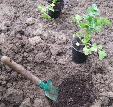 Préparation du terrain de plantation