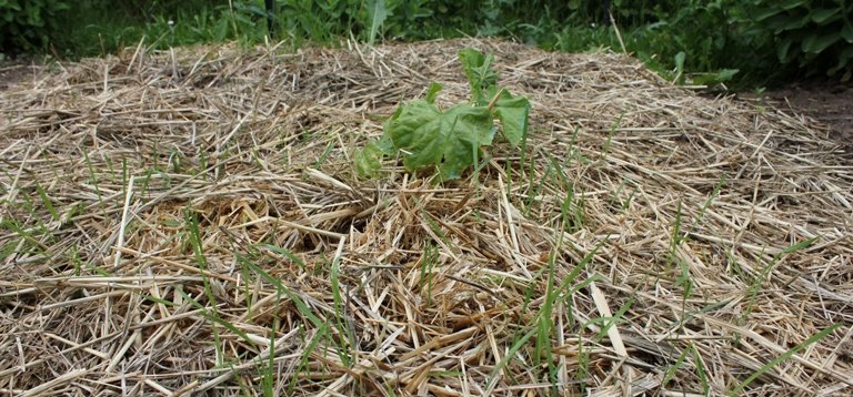 Céréales de blé en paillage.