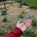 Paillage de blé envahissant au potager