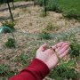 Paillage de blé envahissant au potager