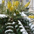 Arbustes décoratifs en hiver (fleurs, baies et écorces)