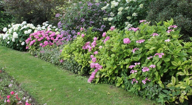 Acariens qui se cachent dans le jardin tout l'été