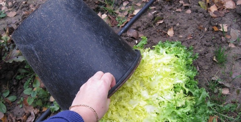 Blanchir une chicorée frisée avec un pot de fleur