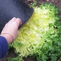 Blanchir les légumes au jardin