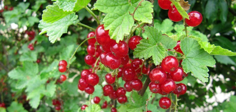 Taille du groseillier pour avoir de belles grappes de petits fruits - Domaine Public - Dinkum