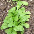 Quels légumes semer ou planter en octobre au jardin ?