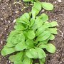 Quels légumes semer ou planter en octobre au jardin ?