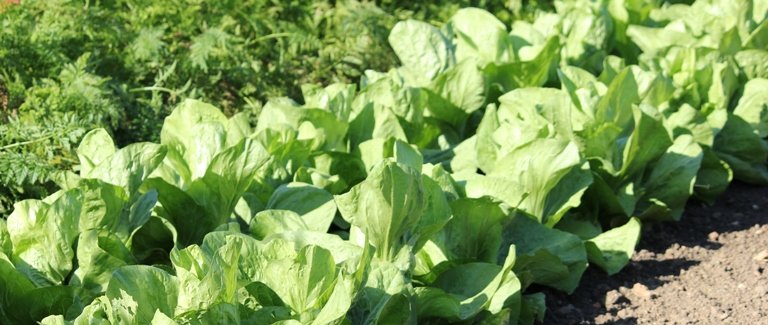 A l'abri, semez des salades dès novembre