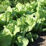 Quels légumes semer ou planter en novembre au jardin ?