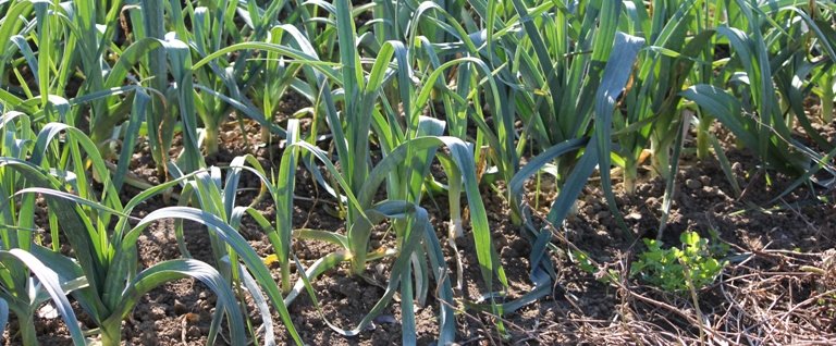 Poireaux semés en décembre pour des récoltes dès l'été prochain