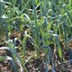 Quels légumes semer ou planter en décembre au jardin ?