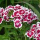 Quelles fleurs semer ou planter en août au jardin ?
