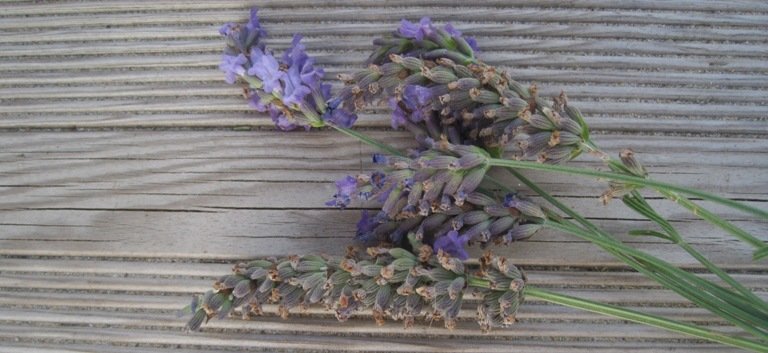 Fleurs de lavande : du bain en passant par l'infusion