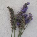 Fleurs de lavande séchées, comment les utiliser ?