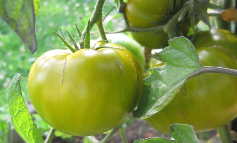 Faire mûrir des tomates vertes