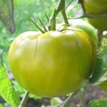 Faire mûrir les dernières tomates