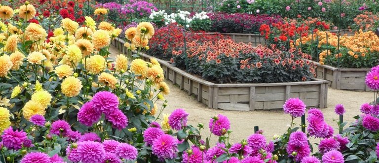 Hiverner les tubercules de dahlias