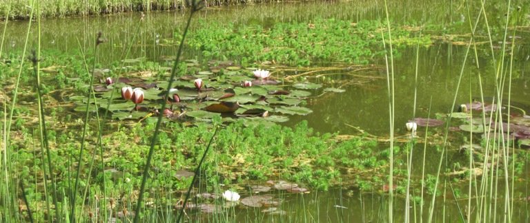 Bassin bordé de plantes de berges et aquatiques