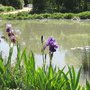 Hiverner les plantes aquatiques pour les conserver longtemps