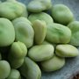 Semer les fèves au potager