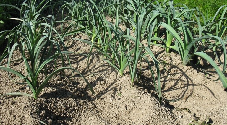 Faire des buttes de terre pour protéger les poireaux en hiver