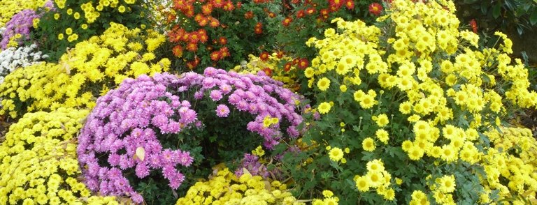 Explosion de couleurs avec ces pots de chrysanthèmes