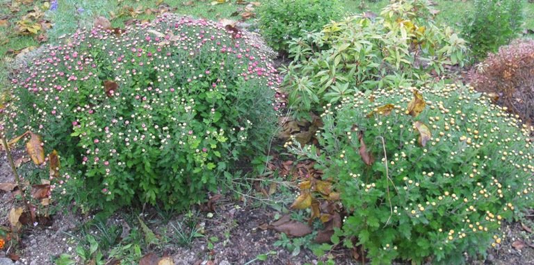 Massifs de chrysanthèmes en début de floraison