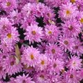 Recycler les chrysanthèmes défleuris du cimetière