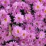 Recycler les chrysanthèmes défleuris du cimetière