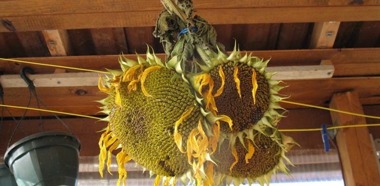 Bouquet de tournesols dans un abri de jardin