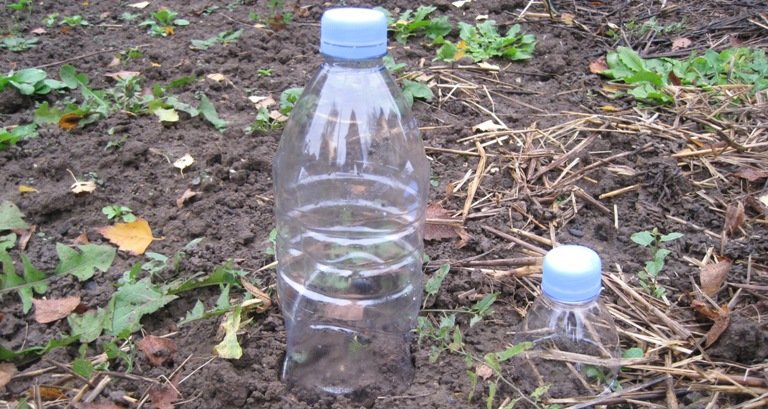 Cloches en plastique sur jeunes semis