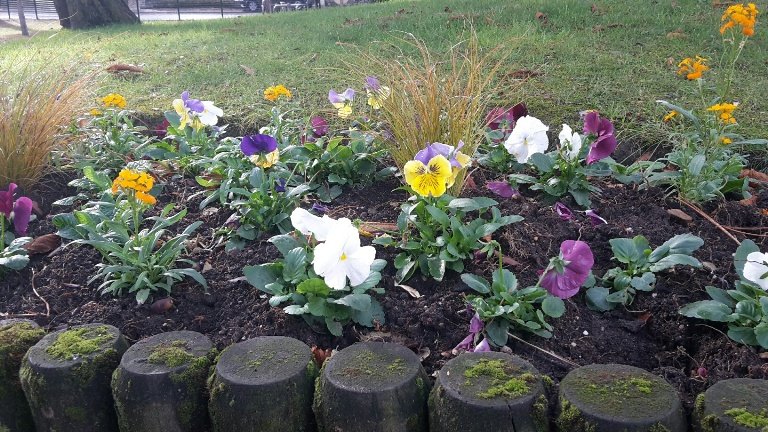 Fleurs colorées dans les massifs en hiver