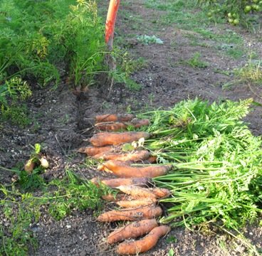 Retirer les carottes de la terre