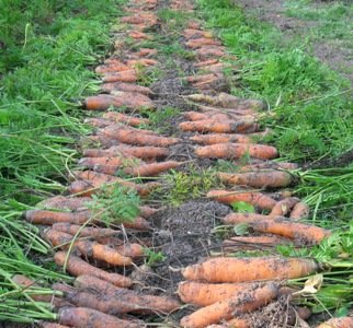 Disposer les carottes au soleil