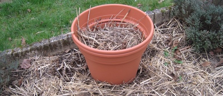 Plantation de pommes de terre en pot réussie