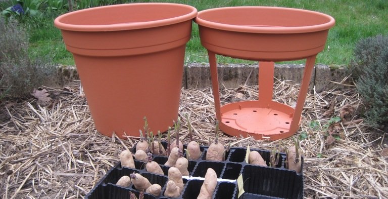 Les pots sont prêts pour cultiver les pommes de terre