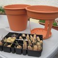 Planter les pommes de terre dans un pot