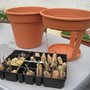 Planter les pommes de terre dans un pot