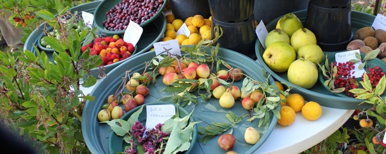 Baies et petits fruits goûteux pour les oiseaux.