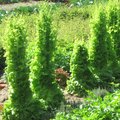 Pourquoi les salades montent-elles en graines au potager ?