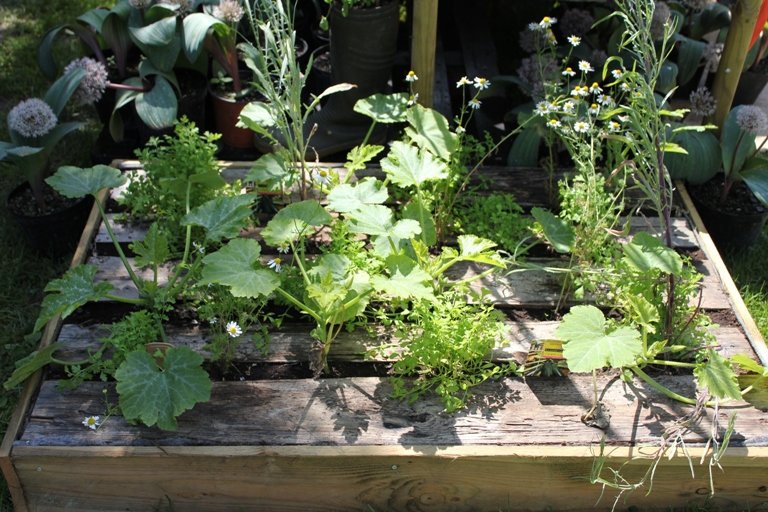 Des légumes à portée de mains